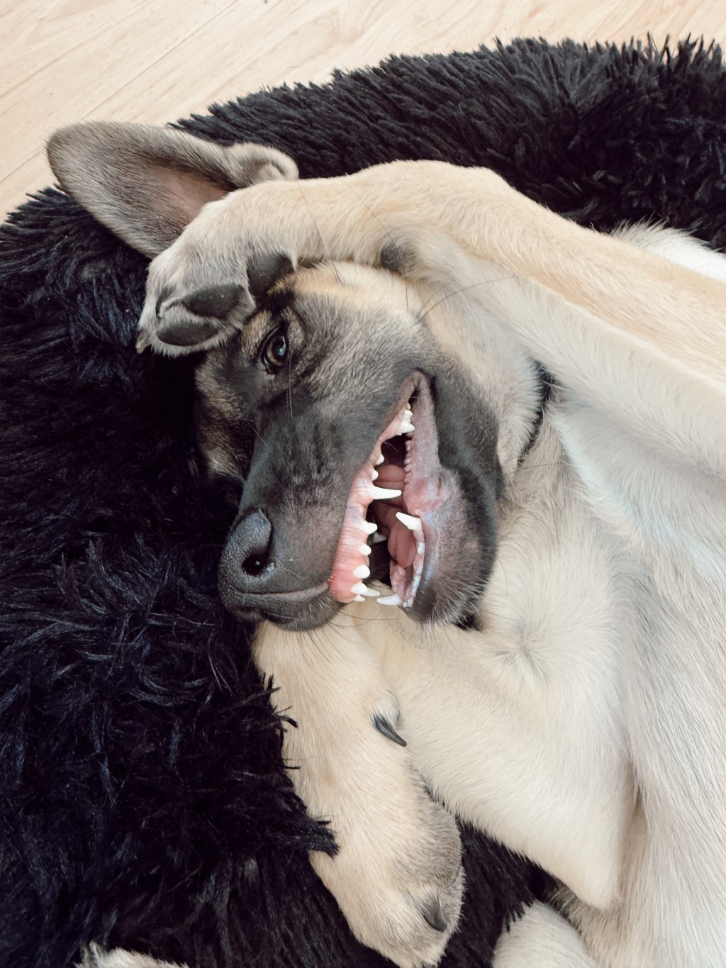 3 Things You Must Do When Bringing Home a New Puppy (From One Dog Parent to Two)